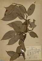 藏品(阿里山珍珠蓮)的圖片